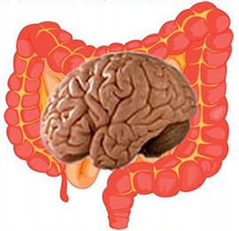 intestino-sede-del-nostro-secondo-cervello